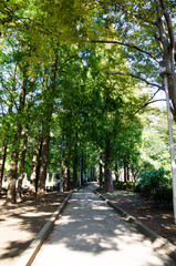 秋の公園の遊歩道