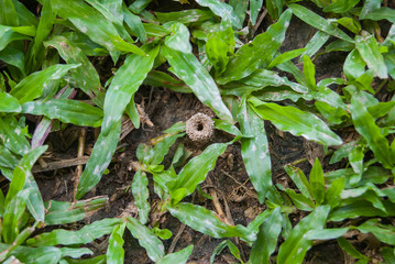 Ant colony Green Grass