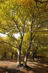 Fototapeta premium Otoño en el bosque de cobre en el valle del Genal, Málaga
