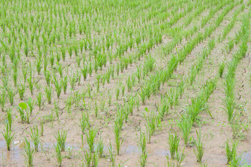 RiceField Paddy Chiangmai Thailand