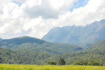 Fototapeta na wymiar Rice Field Paddy Mountain Cloud