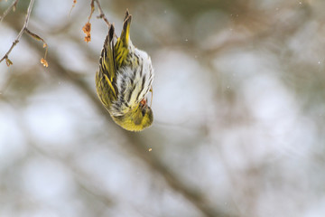 bird hanging upside down like a Christmas toy