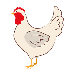 chicken bird animal icon over white background. farm desing. vector illustration