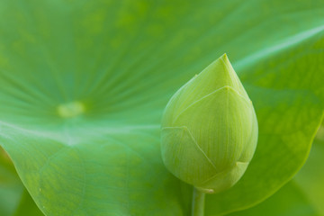 Closeup shot of green lotus..