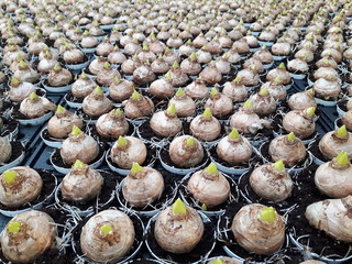 Easter lilies sprouting from big onions, in trays, in a greenhouse