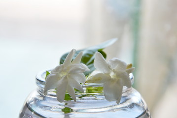 jasmine on water in glass bottle