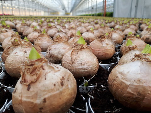 Fototapeta Easter lilies sprouting from big onions, in trays, in a greenhouse