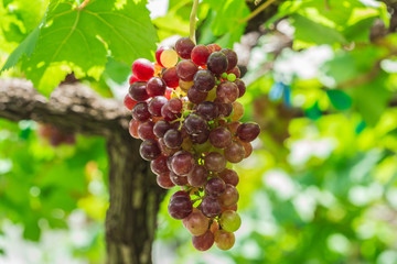 Red grapes in the garden