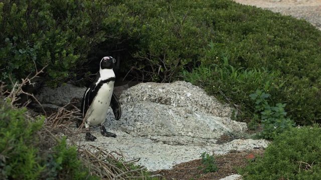  African penguin is on the stone near Boulders Beach in Cape Town