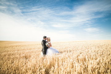 Beautiful wedding couple, bride and groom posing on wheat field with blue sky