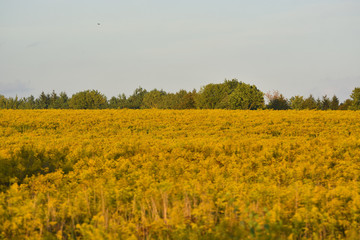 Fototapeta na wymiar yellow field