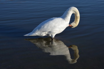 Swan Reflection figure on the water.