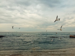 Seagulls flying over the coast