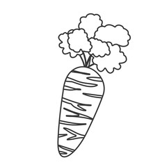 silhouette of carrot vegetable icon. healthy food design. vector illustration