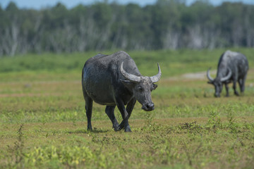 Buffalo walking over greenfield