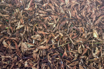 Moonlight - Chestnut leaves and shells in the grass, top view