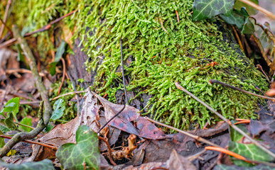 Moss and dried leaves in the forest