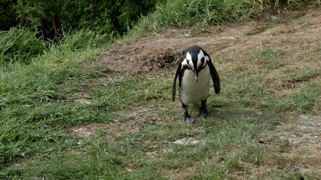 penguin eats leaves
