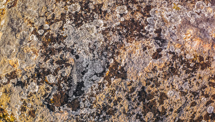 Moss and lichen on stone