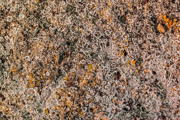 Moss and lichen on stone, top view