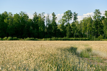 Wheat field on sunny day