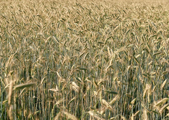Wheat field on sunny day