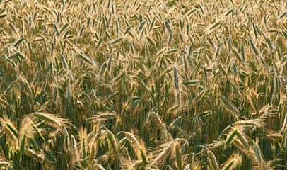 Wheat field on sunny day