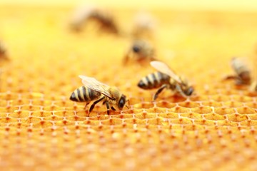 Bees in honeycomb