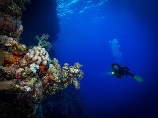 Diver explores the soft corals on Soraya Reef, Red Sea, Egypt