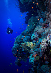 Fototapeta na wymiar Diver explores the soft corals on Soraya Reef, Red Sea, Egypt