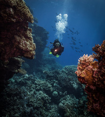 Diver explores the Malahi dive site, Fury Shoals, Red Sea, Egypt