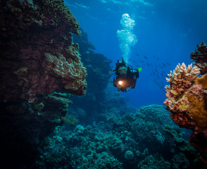 Fototapeta na wymiar Diver explores the Malahi dive site, Fury Shoals, Red Sea, Egypt