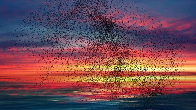 Flock of birds swarming against a sunset sky and ocean. Timelapse