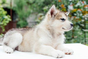 small cute alaskan malamute puppy