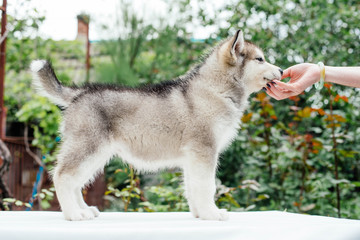 Obraz premium small cute alaskan malamute puppy