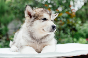 small cute alaskan malamute puppy