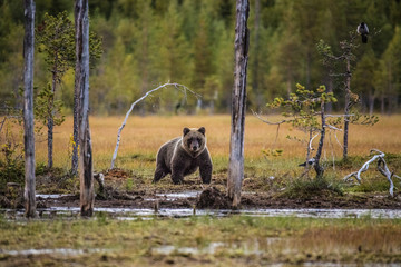 Brown Bear in the wild