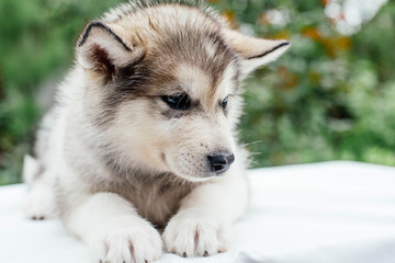 Obraz premium small cute alaskan malamute puppy