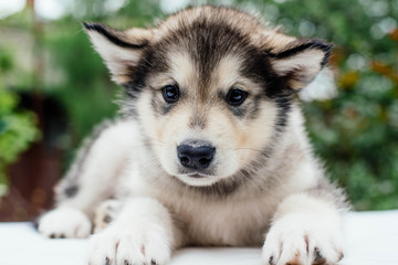 small cute alaskan malamute puppy