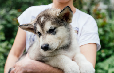 small cute alaskan malamute puppy