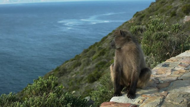 baboon is on the coastal rock near Cape Town