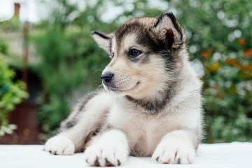 small cute alaskan malamute puppy