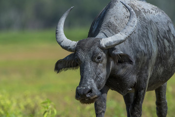 Buffalo walking over greenfield