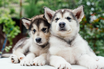 alaskan malamute puppies playing in garden