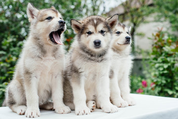alaskan malamute puppies playing in garden
