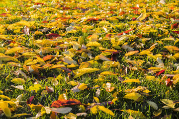 Yellow leaves on the green grass. Autumn.