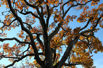 Old tree with autumn leaves falling of
