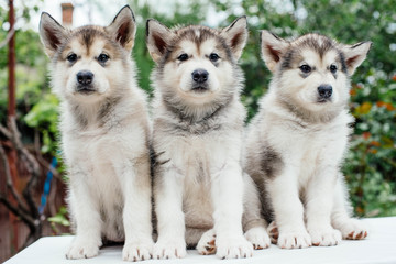 Obraz premium alaskan malamute puppies playing in garden