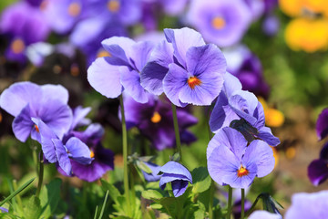 Viola flowers in the summer