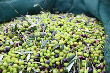 harvesting olives